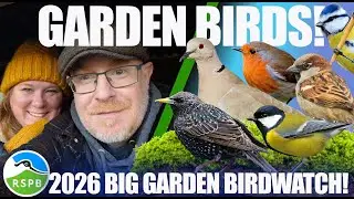 Какие птицы посещают наш сад? | RSPB Big Garden Birdwatch 2026 #BigGardenBirdWatch