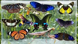 Amazing Butterfly Hunting in the Garden | Beautiful Butterflies Up Close
