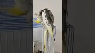 father & son preening #preening #bird