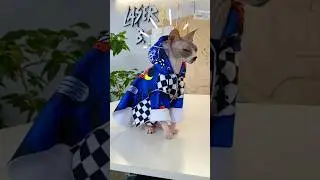Одежду для кисиков хотим? 🐱💅🏻