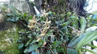 orquidea nativa do Brasil epidendrum avicula