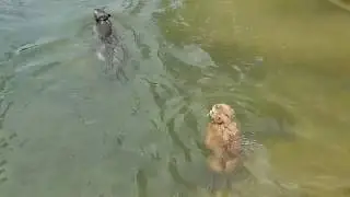Wow Orphan Rose pigtail monkey professional swimming | Cute Rose playing with baby Donny