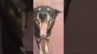 ch&uacute; ch&oacute; sau cơn b&atilde;o