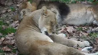 A Grooming Lioness Close Up