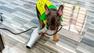 Mom surprised by the intelligence of Mun dog | Funny Dog Video