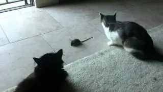 My two cats and a mouse they found.
