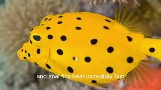 The Yellow Boxfish (Ostracion Cubicus)