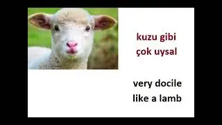 Animal Metaphors in Turkish