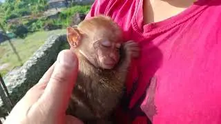 Adorable baby monkey hugs human mom