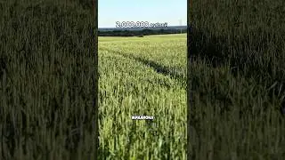 Сколько стоит содержание хозяйства? #юныйфермер #сельскоехозяйство #фермерскоехозяйство