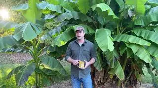Mid-October Hardy Banana Update🍌🍌🍌