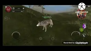 Wild animals online как вести код на 98лвл gg