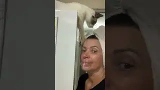 #cats #rescue