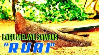 LAGU MELAYU SAMBAS - RUAI