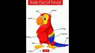 parrot #labelled diagram #shortvideo #viralfeeds #viral #viralvideo