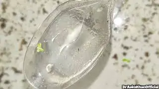 👉 Ornamental Fish Farm Reality Check | 🐟Betta Fry Care & 🐦🦜🐤🕊️ Birds ke Liye Soft Food
