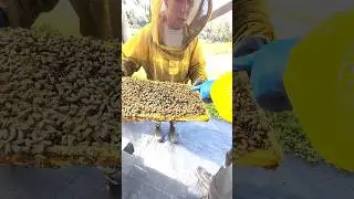 🐝 Experience the Art of Beekeeping | Black Hammock Bee Farm, Oviedo Fl