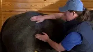 Pain Relief for Horses :How to use Mane 'n Tail Mineral Ice