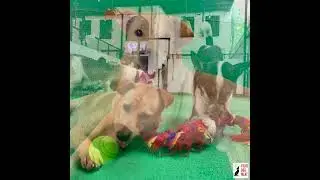 VIETNAM: 'LITTLE MOCHIE' LOVES HIS NEW TOYS
