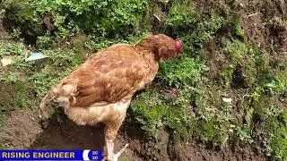 SASSO Rooster eating Grass