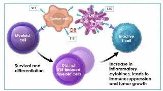 Novel Therapies for Metastatic Melanoma - Omid Hamid MD