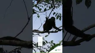 Mono Congo en las reservas de MLR Forestal