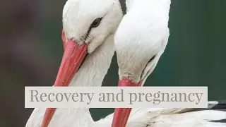 Recovery and pregnancy