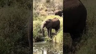 Naturally Filtering water #krugernationalpark #africa #southafrica   #travel