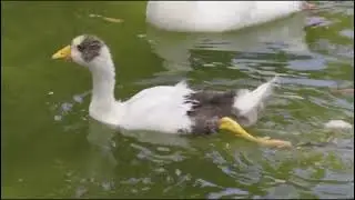 watch the delightful interaction between a duck a dog and a cat