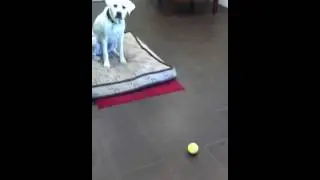 Yellow Lab Puppy putting away her toys