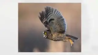 A Year in the Lives of North American Owls