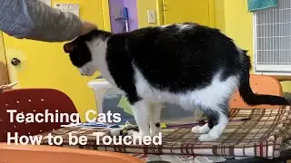 Touching cats&nbsp;- a Feline Purrspective