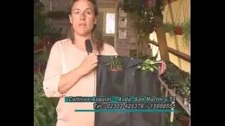 PAREDES VERDES, JARDINES VERTCALES, CONTENEDOR DE RAICES Y CESPED