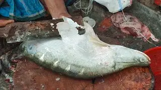 Amazing Clown Knife Fish Cutting | Fish Cutting Skills