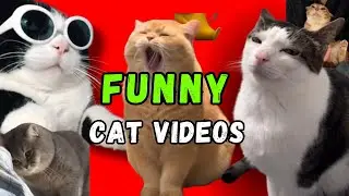 Cute and funny cat videos 🤣😹💕