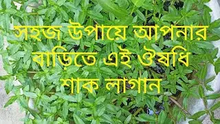 হেলেঞ্চা শাক চাষের সহজ উপায় ও উপকারিতা( how to grow helencha herb and it's benefit)
