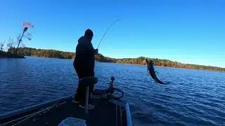 FISH THE LAY-DOWNS   (FALLS LAKE NC) FALL TRANSITION
