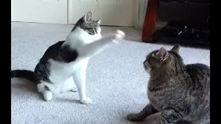 UFC Cats Fight (parody)