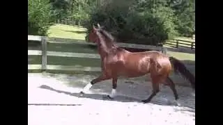 Viola free jumping 2'6