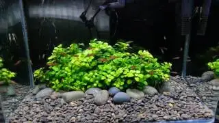 My Boraras naevus Tank