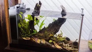 Making a Blackwater Betta Aquarium