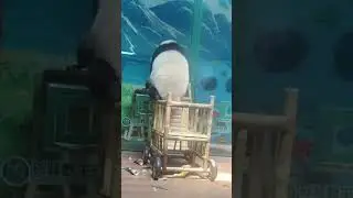 The panda steps on the stroller to stand, but loses balance and flips it&mdash;adorably funny! #panda