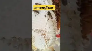 আল্লাহু আকবার pure honey #honey honey badger