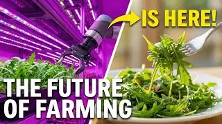 Inside a High-Tech Vertical Arugula Farm: From Seed to Fresh Packaged Greens (Full Process)