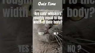 Cats Facts Quiz  #quicktrivia #catsoftiktok #fact #catsofyoutube #catfacts #quiz #facts #quiztime