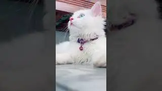 Fluffy White Cat with Blue Eyes🐱🐾#Shorts #Youtubeshorts