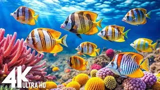 [NEW] 11HR Stunning 4K Underwater footage-Rare & Colorful Sea Life Video - Relaxing Sleep Music #4