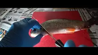Sucker Cut Bait for Catfish!