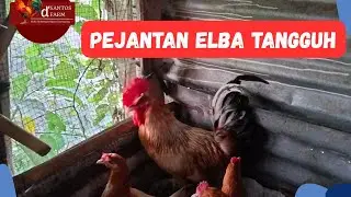 PEJANTAN AYAM ELBA, KUALITAS, POSTUR DAN WARNA YG SERASI
