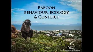 Baboon Behavior, Ecology & Conflict